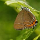 Pflaumenzipfelfalter (Satyrium pruni), Weibchen.