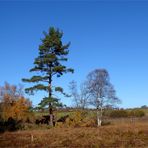 Pflegearbeiten im Moor