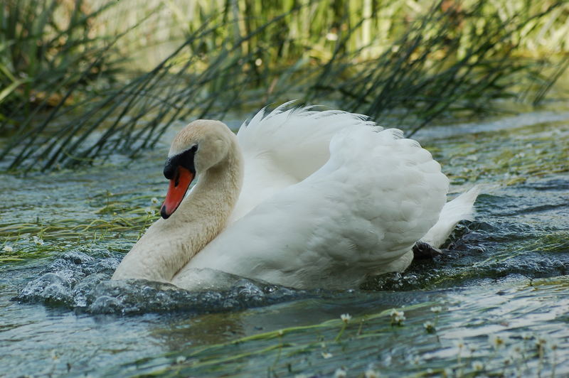 Pflichtbewusster Schwanenpapa