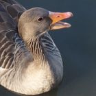 Pflichtgang um den Klein Hesseloher See