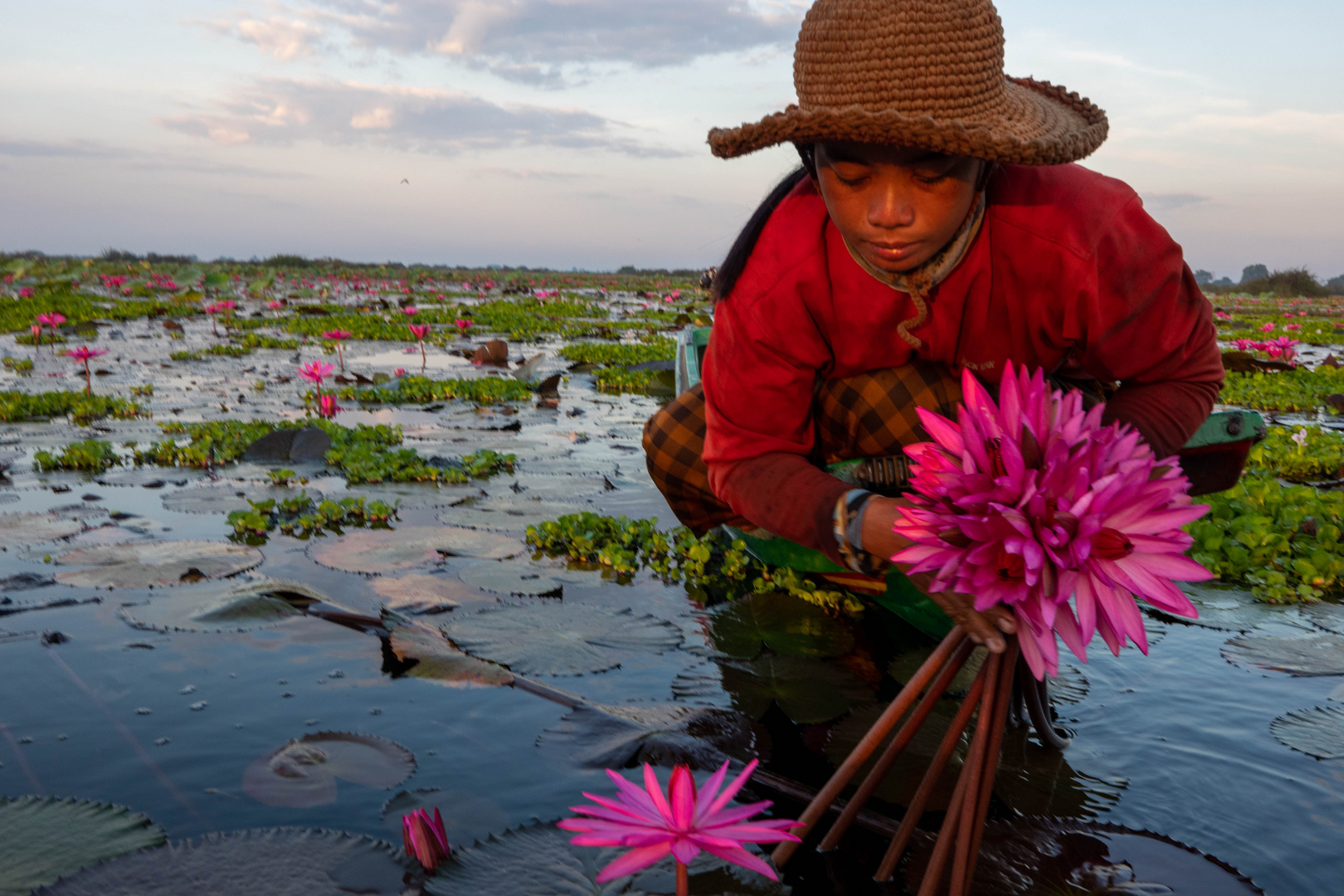 Pflücken von Wasserlilien Tonle Sap Kambodscha
