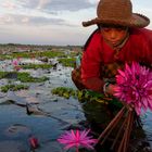 Pflücken von Wasserlilien Tonle Sap Kambodscha