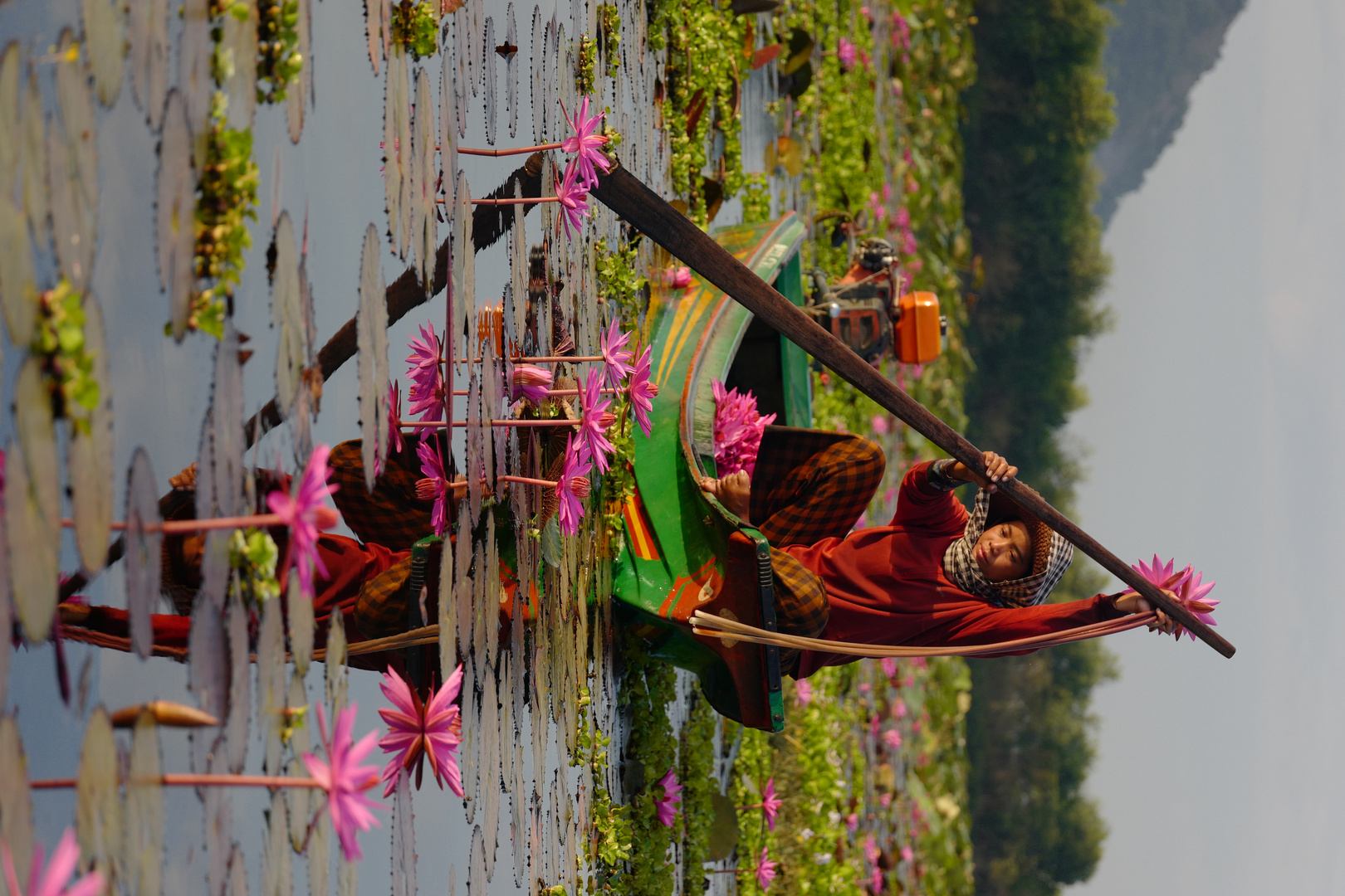 Pflücken Wasserlilien Tonle Sap Siem Reap Kambodscha