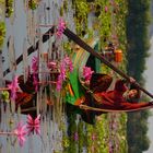 Pflücken Wasserlilien Tonle Sap Siem Reap Kambodscha