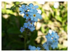 Pflückst Du die Blume...