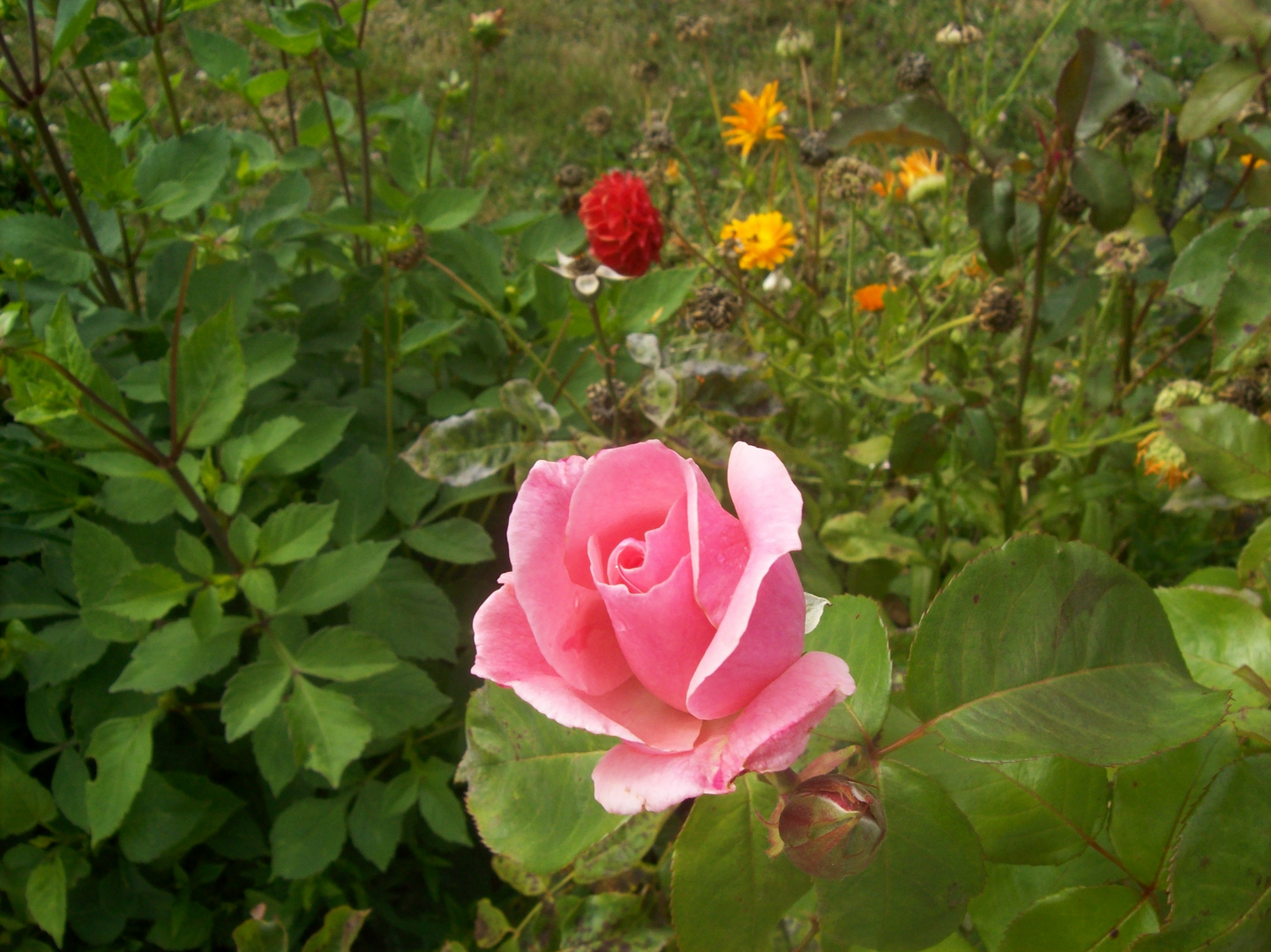 Pflückt Rosenknospen, so lange es geht...