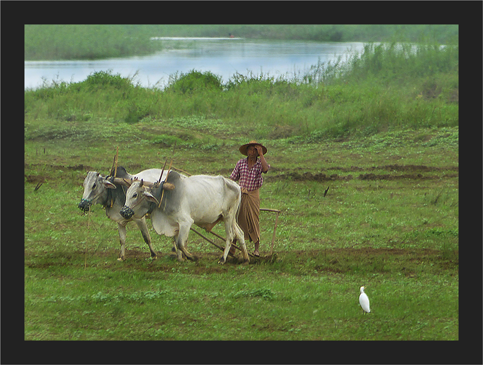 Pflügen am Irrawaddy