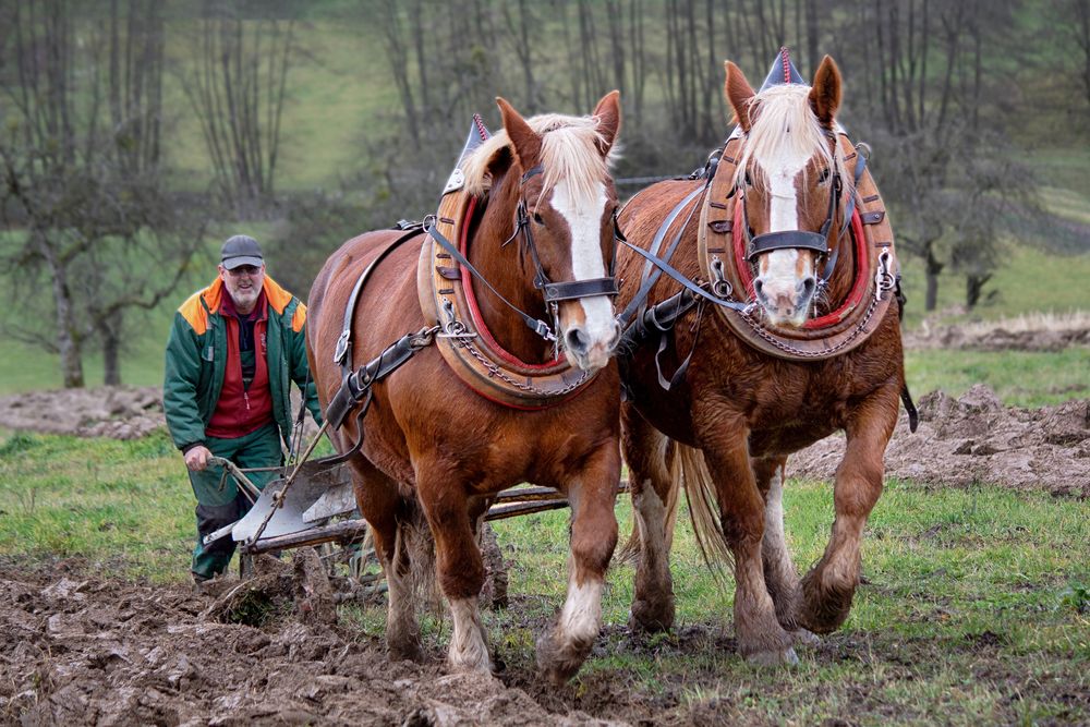 Pflügen Foto & Bild | erwachsene menschen, menschen bei der arbeit