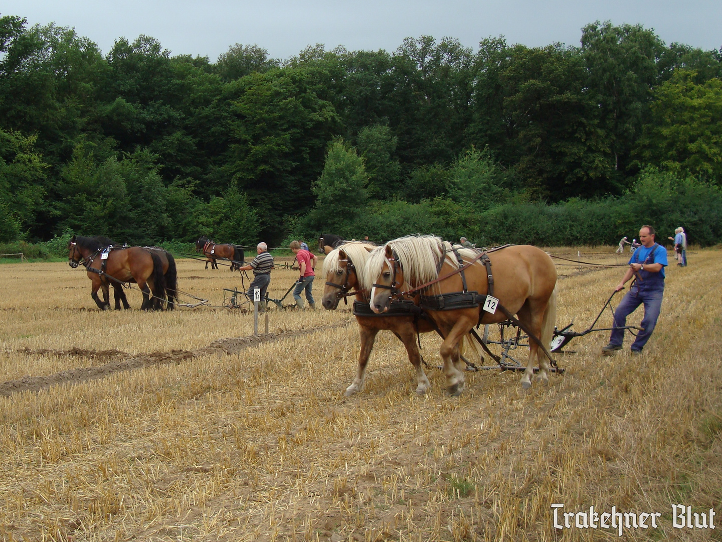 Pflügen in Flechtingen 2013