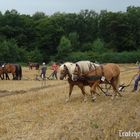 Pflügen in Flechtingen 2013