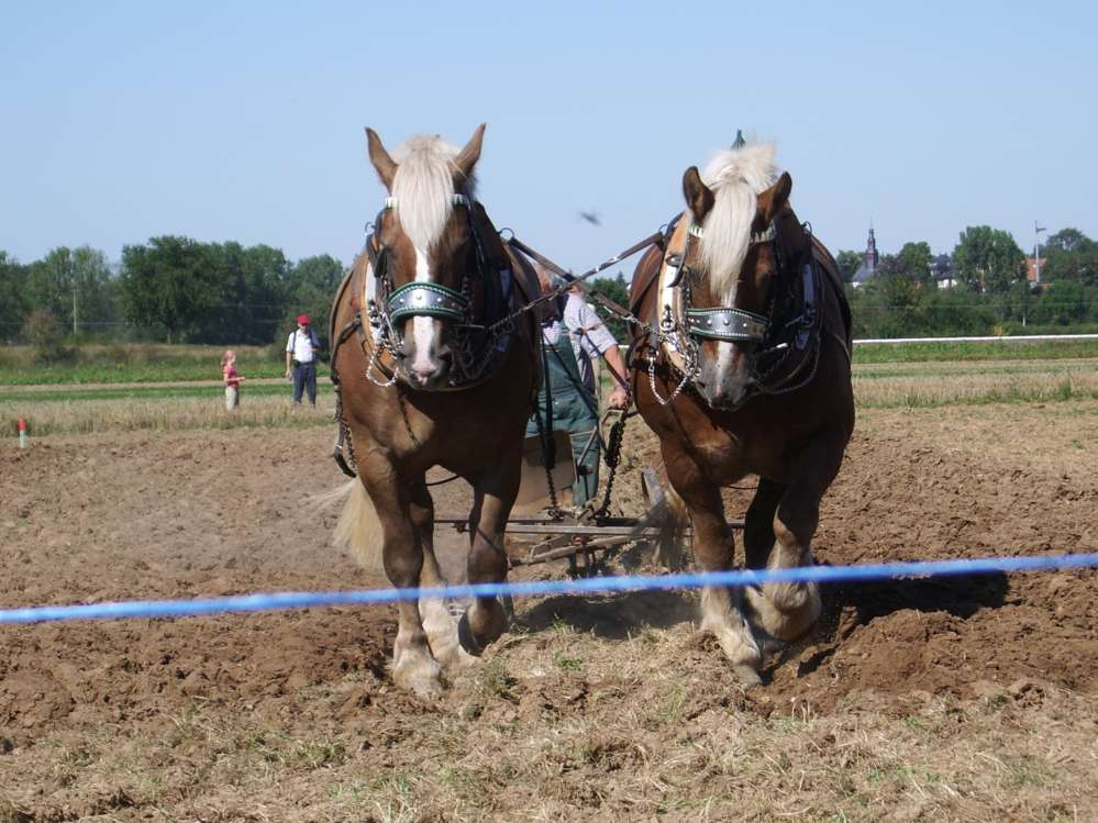 Pflügen mit dem Pferd