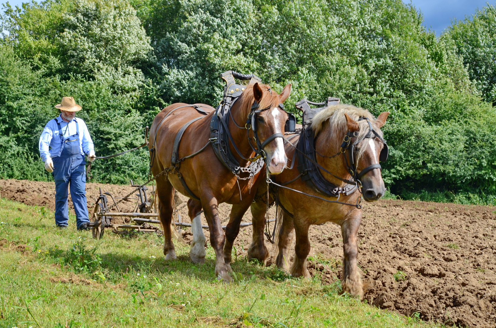 Pflügen mit Pferd