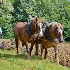 Pflügen mit Pferd