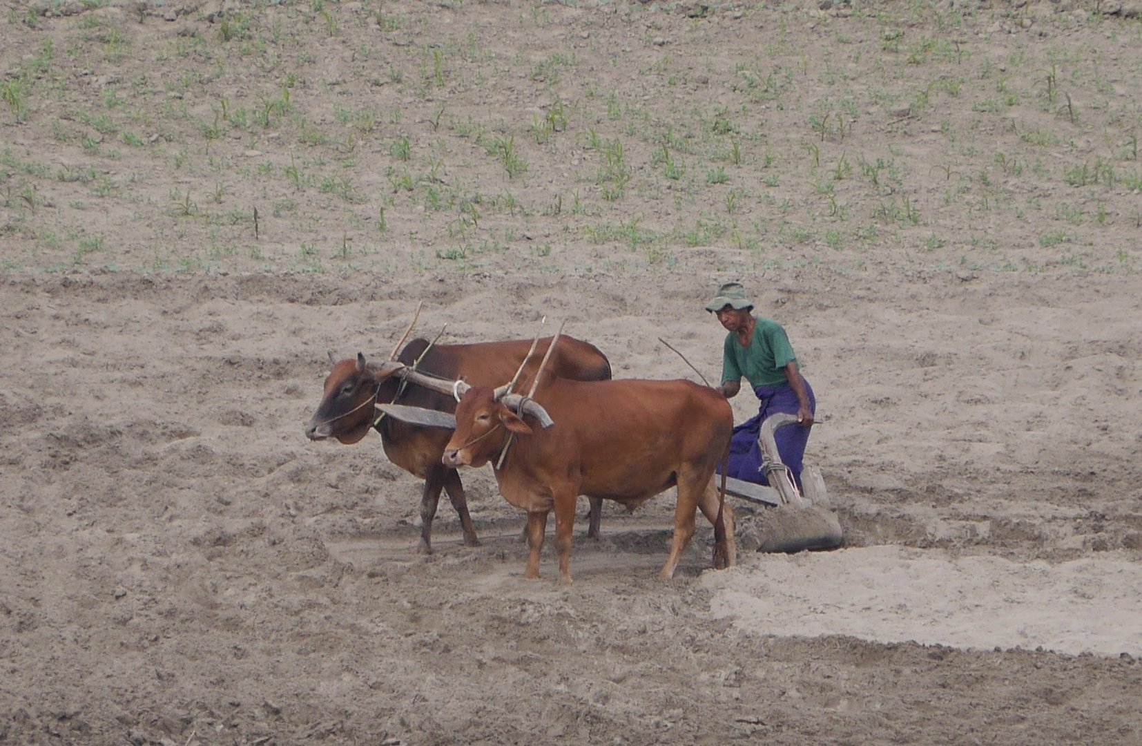 Pflügender Bauer am Ufer des Irrawaddy River (Myanmar)