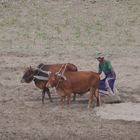 Pflügender Bauer am Ufer des Irrawaddy River (Myanmar)