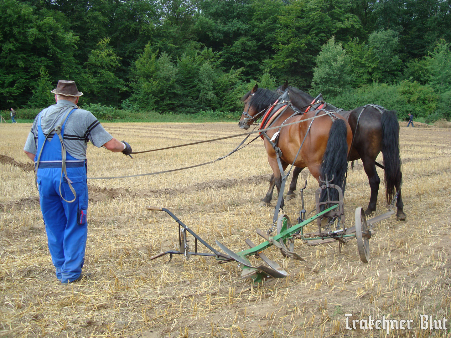 Pflügewettbewerb in Flechtingen 2013