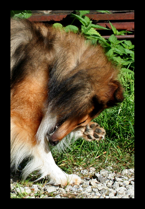 Pfötchen-Sheltie