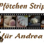 Pfötchen Strip......