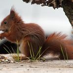 Pfosten meets Hörnchen