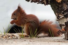 Pfosten meets Hörnchen