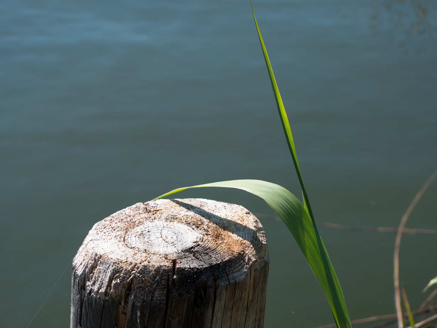 Pfosten und Blatt im Bodden