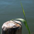 Pfosten und Blatt im Bodden