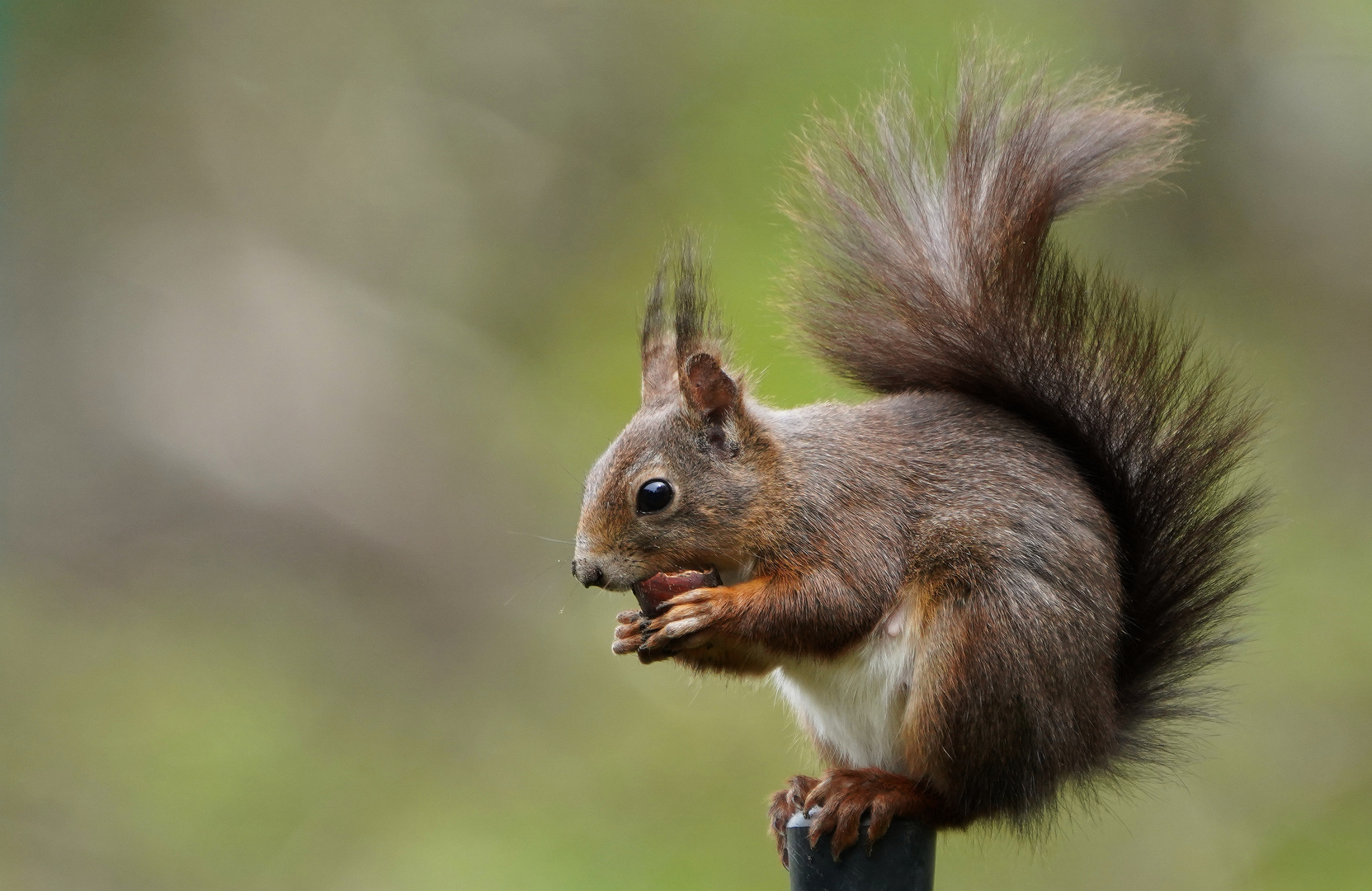 Pfostenhörnchen.