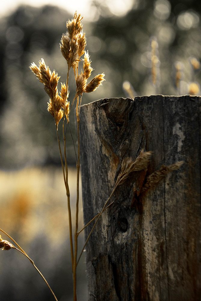 Pfostenlandschaft