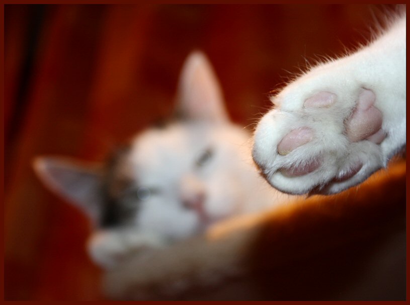 Pfote Foto & Bild tiere, haustiere, katzen Bilder auf