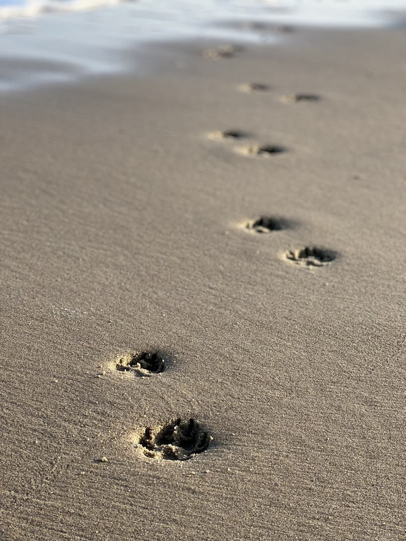 Pfoten im Sand 