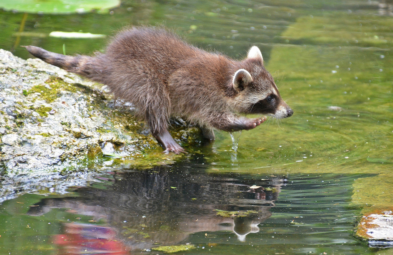 Pfoten waschen