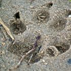 Pfotenabdruck am Strand