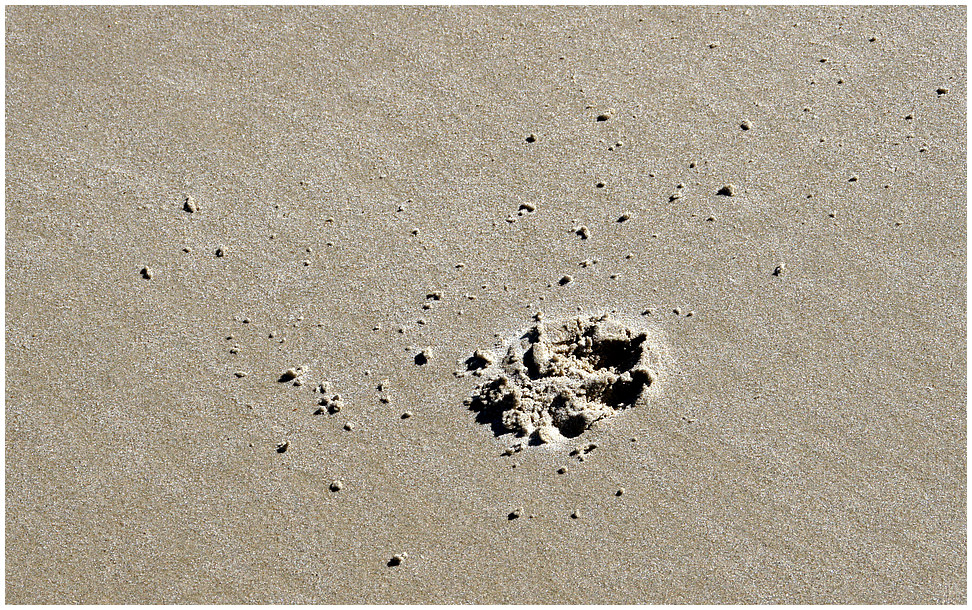 Pfotenabdruck am Strand