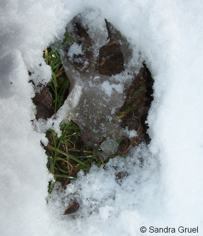 Pfotenabdruck im Schnee