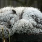 PFP - Polar Fuchs Pennt