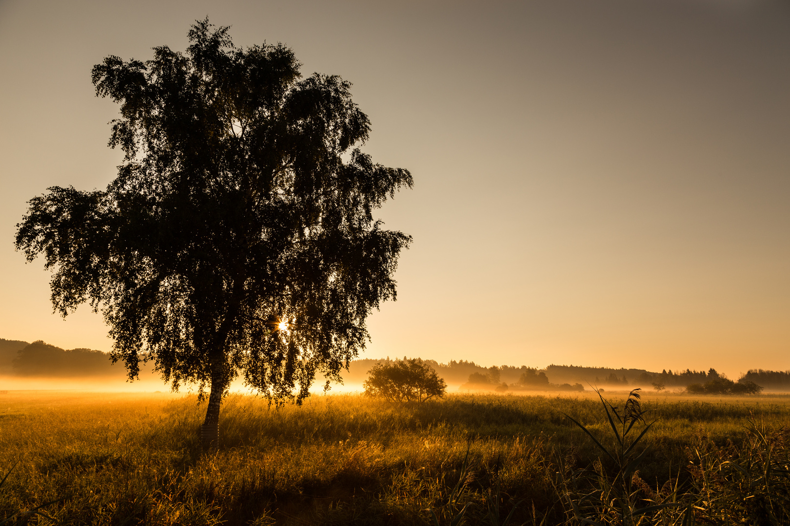 Pfrunger Burgweiler Ried in Gold