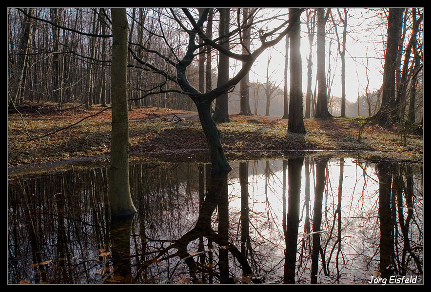 Pfütze im Wald ;-)