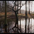 Pfütze im Wald ;-)