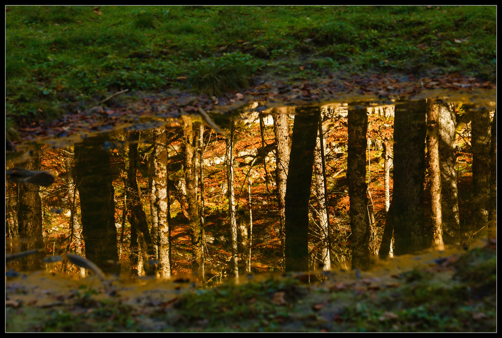 Pfütze im Wald