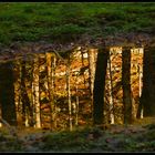 Pfütze im Wald