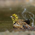 Pfützen-Fotografie 1/?   -Die Badenixe-