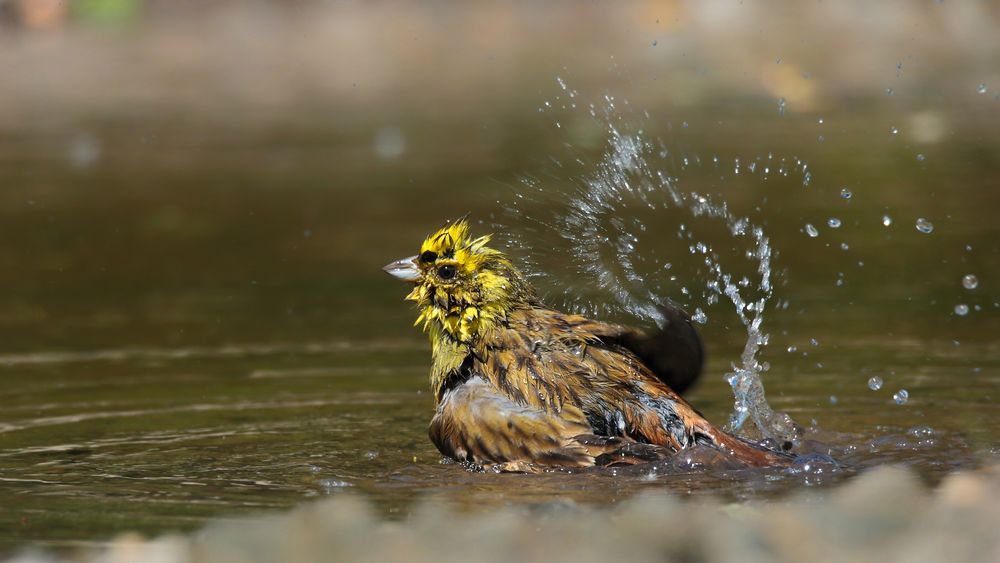 Pfützen-Fotografie 1/?   -Die Badenixe-