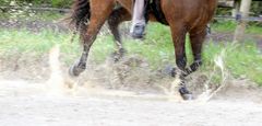 Pfützen-Reiten ;-)