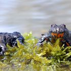 Pfützenduo - Rotbauchunken ( Bombina bombina)