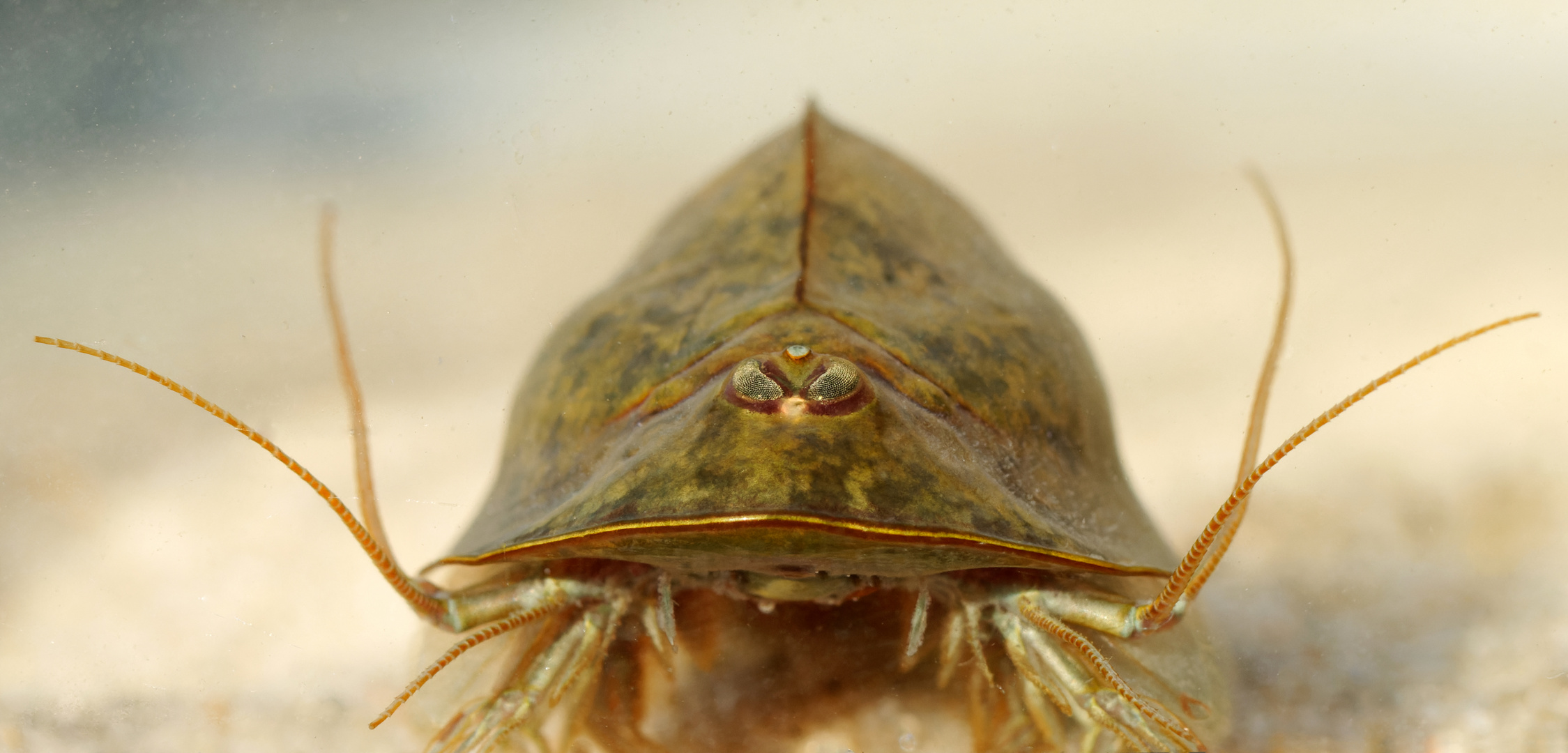 Pfützensaurier!  Triops 