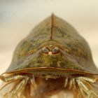 Pfützensaurier!  Triops 