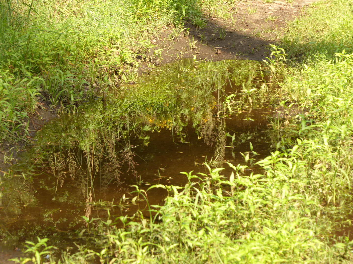 Pfützenspiegelung im Wald