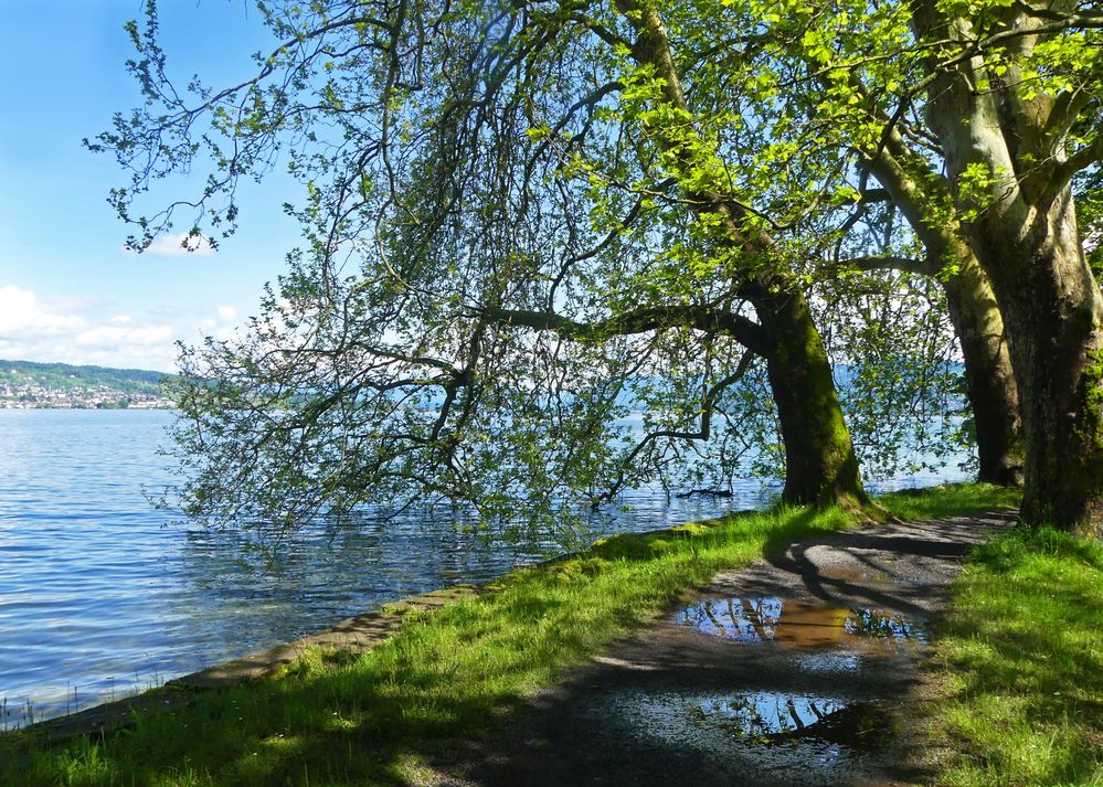 Pfützenspiegelungen