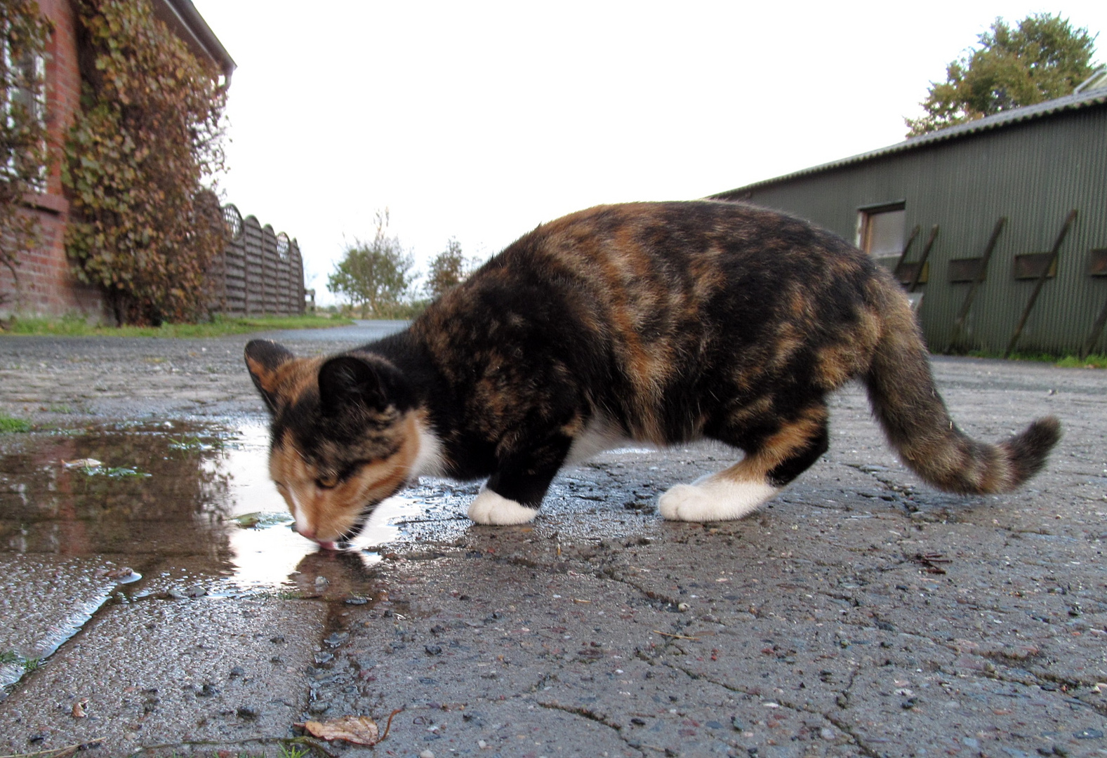 Pfützenwasser .............