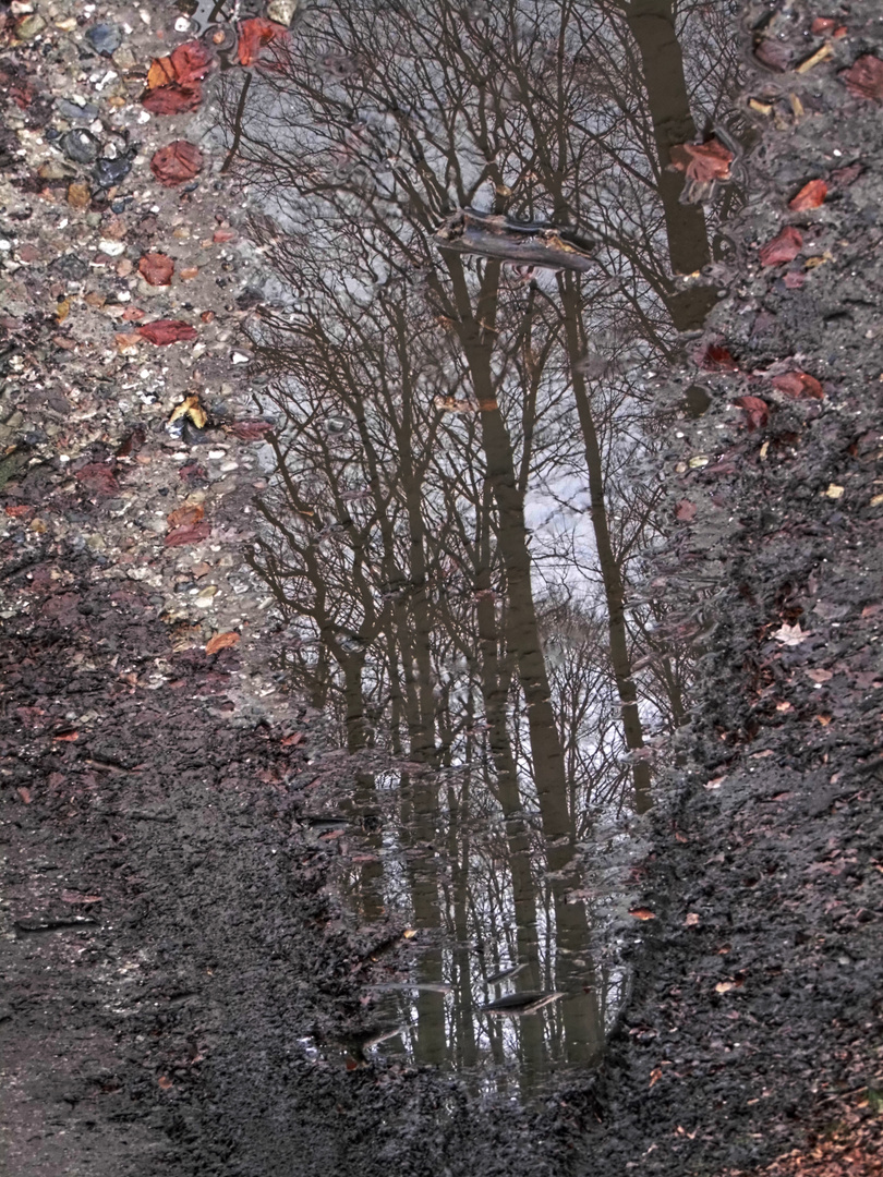 Pfützenwetter im Wald